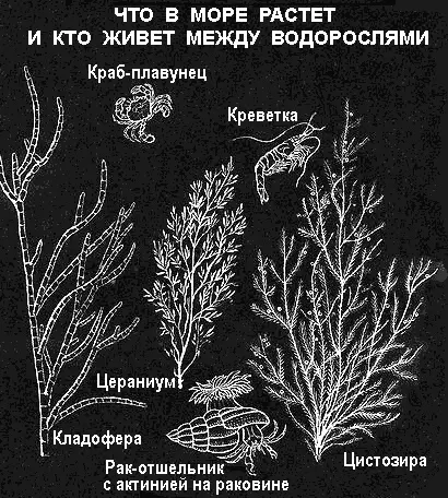 На песке на небольших глубинах растет морская трава зостера Яркозеленую ульву - фото 78