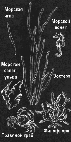 На песке на небольших глубинах растет морская трава зостера Яркозеленую ульву - фото 79