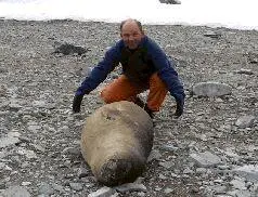 flipslon Переворачиватель морских слонов Но это так не слон а маленький - фото 39