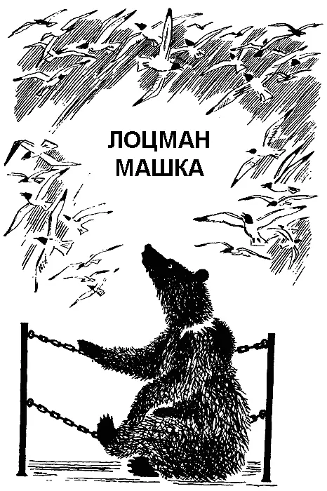 ЛОЦМАН МАШКА Девочка и дельфин Это рассказ о жизни дельфина Всё началось - фото 50