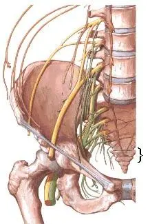 PLEXUS COCCYGEUS PLEXUS PUDENDUS Эндокринные железы чакра взаимодействует с - фото 4
