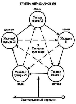Как видно из схем все стимулирующие и подавляющие связи проходят по - фото 31