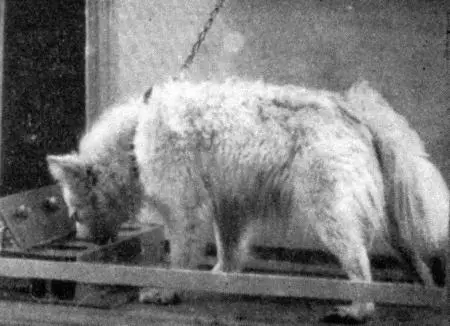 Рис 17 Пищевая реакция Можно предположить что появление неблагоприятных - фото 21