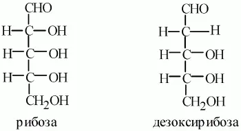 СН 2СНСНСНСНО рибоза 4 Они точно указывают при каком именно атоме - фото 37