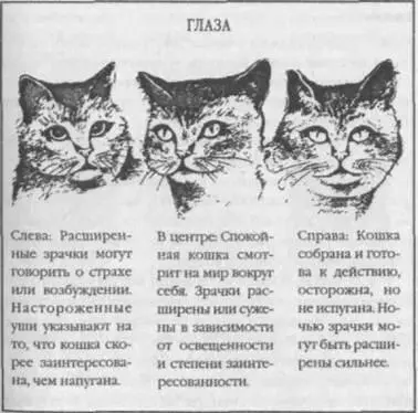 У испуганной кошки зрачки часто расширены и если страх очень силен зрачок - фото 10