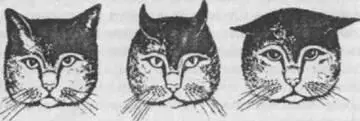 Вверху Спокойная кошка с навостренными ушами и торчащими в стороны - фото 11