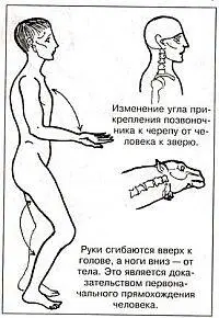 Руки сгибаются вверх к голове а ноги вниз от тела Это является - фото 95