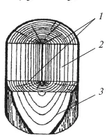 Рис 1Основные разрезы ствола дерева 1 поперечный 2 радиальный 3 - фото 1
