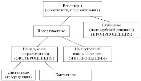 Рис 4 Классификационная схема рецепторов разработанная Ч Шеррингтоном 1 - фото 4