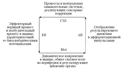 Рис 10 См также Координация движений Принцип сенсорных коррекций - фото 10