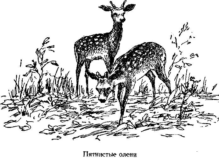 В 1938 году в Ильменский заповедник привезли 27 оленей Их поместили в - фото 8