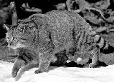 Дикая кошка Не менее запутанной является история происхождения длинношерстных - фото 2