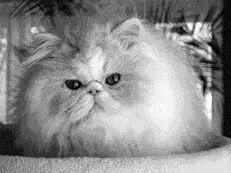 Ни одна другая порода не имеет столь длинную шерсть как персидская кошка - фото 3