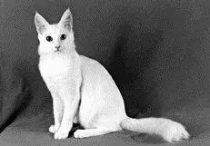 Ангорская кошка В эпоху раннего Средневековья в Европе к кошкам относились с - фото 4