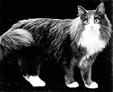 Норвежская лесная кошка Норвежская лесная кошка упоминается в мифах и легендах - фото 29