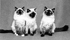 Котята рэгдолл окраса колорпойнт Сибирская кошка Из истории породы - фото 33