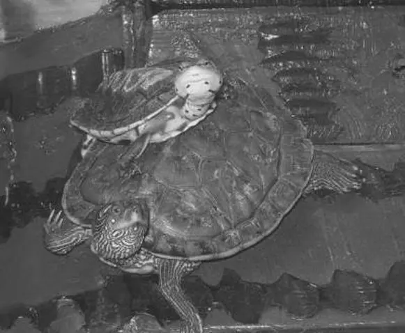 Только при правильном содержании красноухие черепахи могут дать потомство в - фото 30