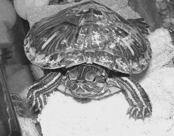 Потомство могут дать только здоровые черепахи достигшие половой зрелости - фото 31