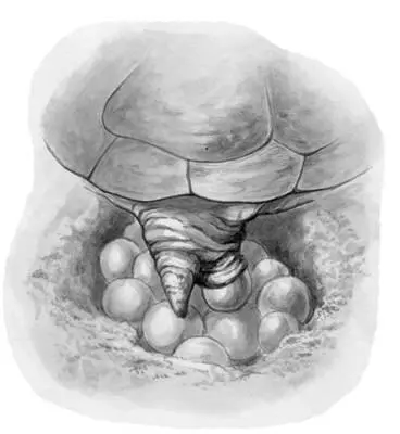 Черепаха откладывает яйца Чтобы пресноводные черепахи начали брачные игры - фото 32