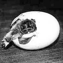 Появление детеныша черепахи из яйца Отложенные черепахами - фото 34