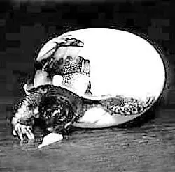 Появление детеныша черепахи из яйца Отложенные черепахами яйца далеко не - фото 35