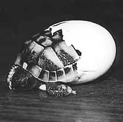 Появление детеныша черепахи из яйца Отложенные черепахами яйца далеко не - фото 36