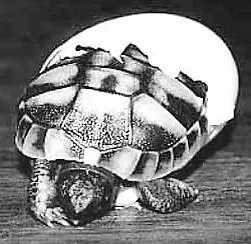 Появление детеныша черепахи из яйца Отложенные черепахами яйца далеко не - фото 37