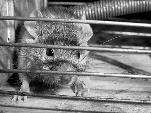 Самец мыши в отдельной клетке Для грамотного ведения зоотехнического учета - фото 53
