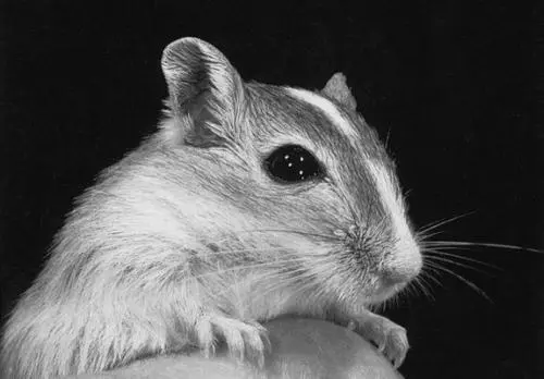 Взрослый зверек Большое влияние на успешное разведение декоративных мышей в - фото 54