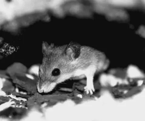 Мышка ночью Состояние здоровья можно частично определить по внешнему виду - фото 55