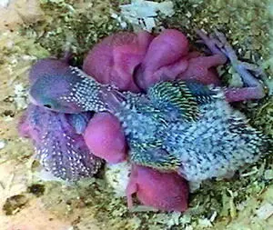 Будущую окраску оперения попугайчика можно определить по цвету пухового - фото 29