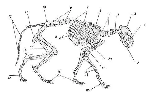 Строение скелета кошки 1 лицевая часть черепа 2 нижняя челюсть 3 - фото 2