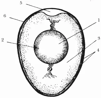 Строение яйца 1 желток 2 зародышевый диск 3 белок 4 подскорлупные - фото 2