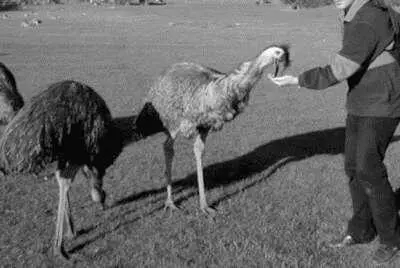 Страусы хорошо знают своего хозяина Хотя африканские страусы быстро - фото 36