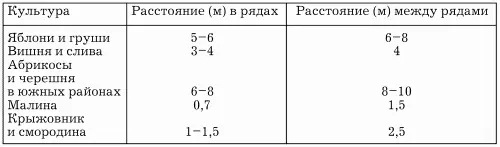 При закладке молодого сада можно уплотнять деревья ягодными культурами которые - фото 1