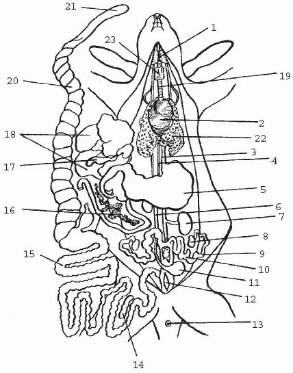 Рис 9 Внутренние органы крольчихи 1 слюнная железа 2 сердце 3 - фото 14