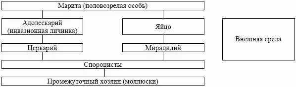 Цестодозы инвазионные болезни возбудителем которых являются черви класса - фото 32