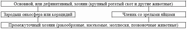 У кроликов обнаружено порядка десятка видов а у нутрий пять видов ленточных - фото 33