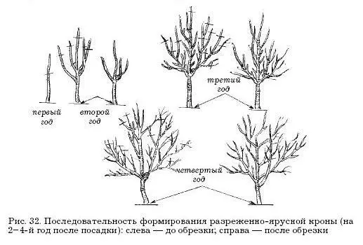 Н а юге и в средней полосе расстояние между ярусами устанавливают для сортов с - фото 35