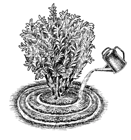 Рис 46 Подкормка растений Рассаду первое время поливают каждый день затем - фото 48
