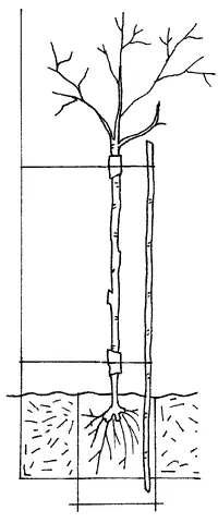 Рис 59 Посадка широколиственных саженцев Рис 60 Посадка хвойных саженцев - фото 69