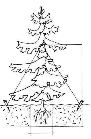 Рис 60 Посадка хвойных саженцев Растения для изгороди высаживают по - фото 70
