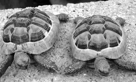 Балканская черепаха представляет собой небольшое сухопутное животное - фото 18