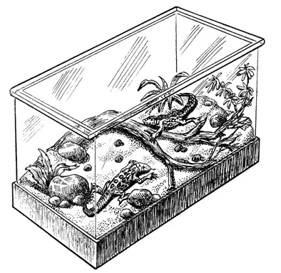 Видовой террариум Наиболее подходящим местом обитания для большинства амфибий и - фото 5