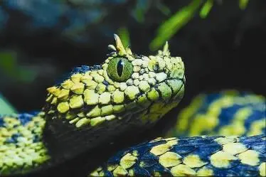 гадюка персидская pseudocerastes persicus дальневосточный сцинк eumeces - фото 78