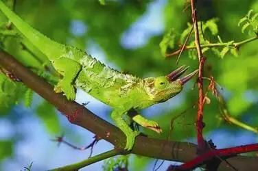 хамелеон Джексона chamaeleo jacksonii йеменский хамелеон chamaeleo - фото 85