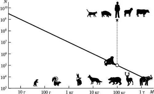 Рис 21 Численность видов животных в зависимости от их массы Таким образом - фото 6