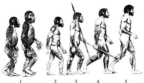 Рис 22 Cтадии антропогенеза По современным представлениям развитие - фото 7