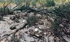 62 Разделочная площадка близ гнезда воронов Здесь остатки черепашек - фото 81
