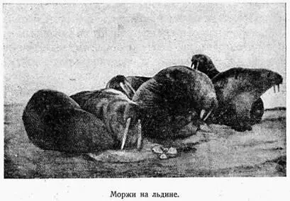 Моржи значительно крупнее тюленей Вес их иногда доходит до 100 пудов Обладают - фото 1
